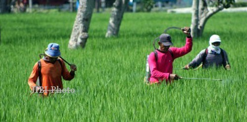 Foto ilustrasi semprot wereng. (JIBI/Harian Jogja/Antara)