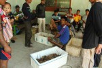 Nelayan menimbang lobster hasil tangkapannya di TPI Pantai Baron, Minggu (10/11/2013).(JIBI/Harian Jogja/Kusnul Isti Qomah)