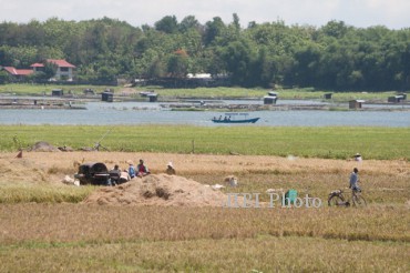 PANEN PADI