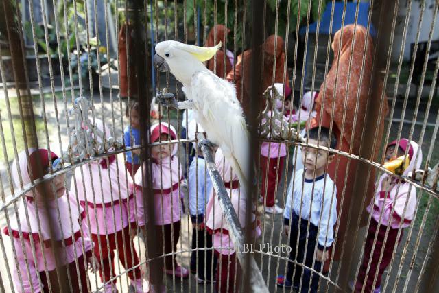 Melihat Burung Kakak Tua