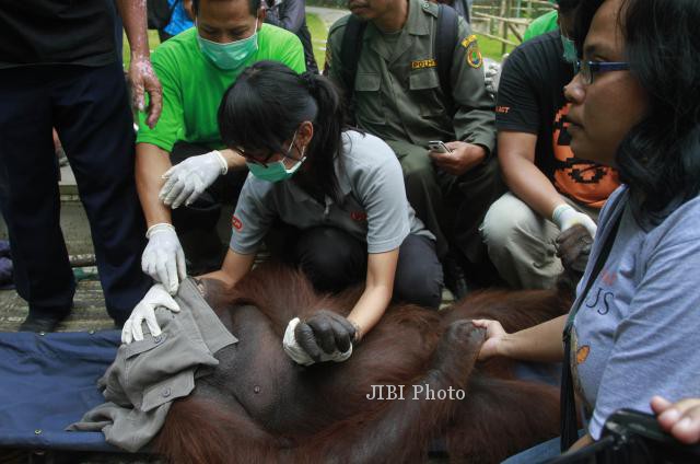 Orang utan jantan, Kirno dipindahkan oleh petugas dari kandang rehabilitasi Di Taman Satwa Taru Jurug (TSTJ), Solo, Kamis (27/2/2014). Rencananya Kirno akan dijodohkan dengan orang utan betina berumur 8 Tahun, Peby. (Septian Ade Mahendra/JIBI/Solopos)