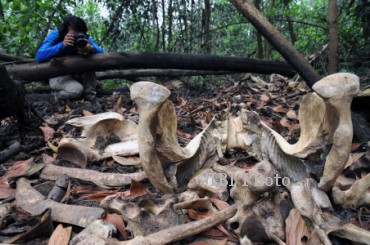 KERANGKA TUJUH GAJAH MATI 