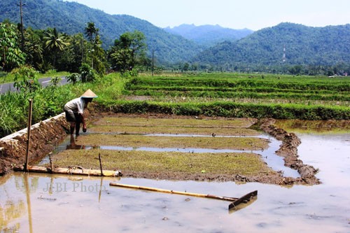 Kadirin, salah seorang petani di Dukuh Piton, Desa Banjarsari sedang berada di lahan pertaniannya. Kadirin harus meluangkan waktu untuk berjaga-jaga agar benih padi yang ia tanam tidak diserang hama tikus. (Harian Jogja/ David Kurniawan)