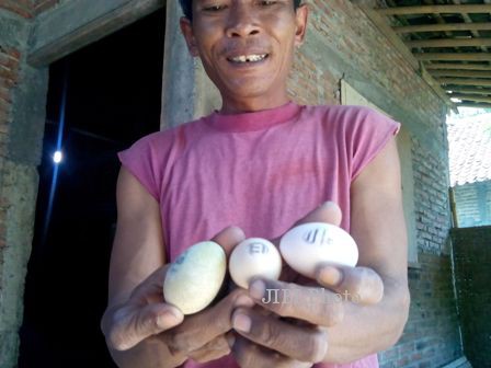 Sebanyak tiga telur yang dihasilkan ayam milik Trysyatno, 46, dan Mikatsiah, 46, warga Dukuh Pelokkrajan, RT 011, Desa Bener, Ngrampal, Sragen, memiliki tulisan mirip huruf Arab. Foto diambil Selasa (25/2/2014).(JIBI/Solopos/Taufiq Sidik Prakoso)