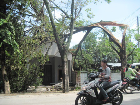 Sebuah pohon trembesi menimpa rumah di Dukuh Sidodadi, Kelurahan Karangtengah, Sragen. Angin kencang yang menerjang kawasan Pasar Nglangon, Jumat (8/3) petang membuat sejumlah pohon roboh. Foto diambil Sabtu (8/3).(JIBI/Solopos/Taufiq Sidik Prakoso)