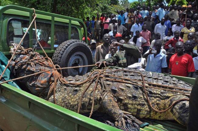 Buaya rakasasa di Uganda yang menewaskan 4 orang (metro.co.uk)