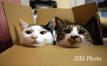 Kucing di kardus (Breathefreelitterboxmate.com) Kucing di kardus (Breathefreelitterboxmate.com)