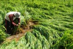 Petani benahi padi roboh akibat angin di Pamekasan, Selasa (3/3/2015). (JIBI/Solopos/Antara/Saiful Bahri)