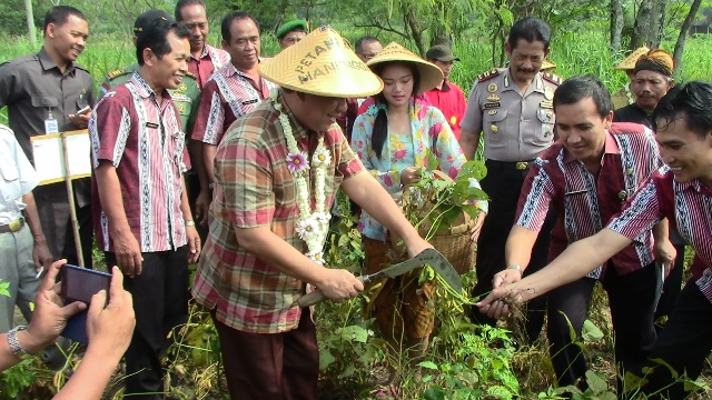 Bupati Boyolali, Seno Samodro, memanen kedelai di Desa Pusporenggo, Kecamatan Musuk, Rabu (13/5/2015). (Hijriyah Al Wakhidah/JIBI/Solopos)
