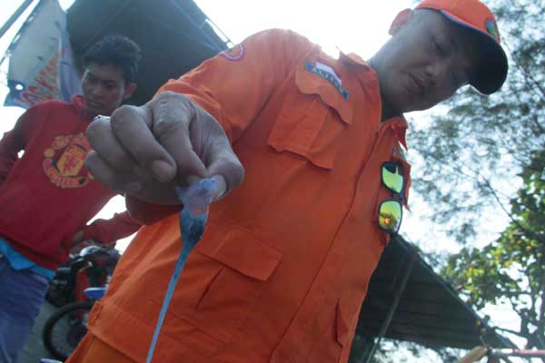 Komandan SAR Parangtritis Ali Sutanto saat menunjukkan ubur-ubur yang menyerang pengunjung Pantai Parangtritis, Senin (20/7/2015) siang. (Harian Jogja/Arief Junianto)