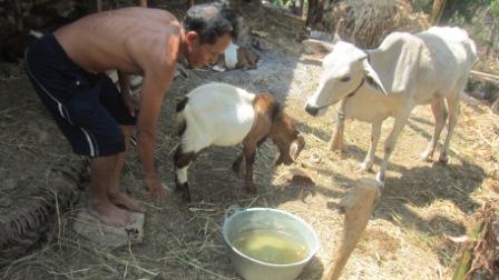 Warga Dukuh Ngasinan, Desa Garangan, Kecamatan Wonosegoro, Boyolali, Jumanto, 51, sedang memberi minum ternak di belakang rumahnya, Rabu (19/8/2015). (Kharisma Dhita Retnosari/JIBI/Solopos)