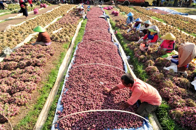 Sejumlah pekerja membersihkan bawang merah di lapak bawang merah Desa Padasugih, Brebes, Jawa Tengah, Senin (28/12/2015).(JIBI/Solopos/Antara/Oky Lukmansyah)