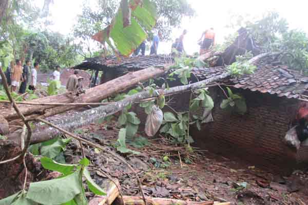 Kediaman Partini di Dusun Pelem RT 01 RW 03 Desa Pundungsari, Semin yang tertimpa pohon nangka dan jati yang tumbang akibat angin kencang, Selasa (1/12/2015). (JIBI/Harian Jogja/Uli Febriarni)