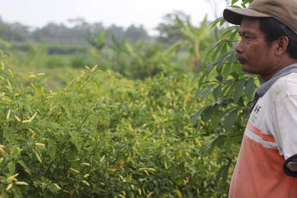 Petani cabai (Asih Prambudi/JIBI/Harian Jogja)