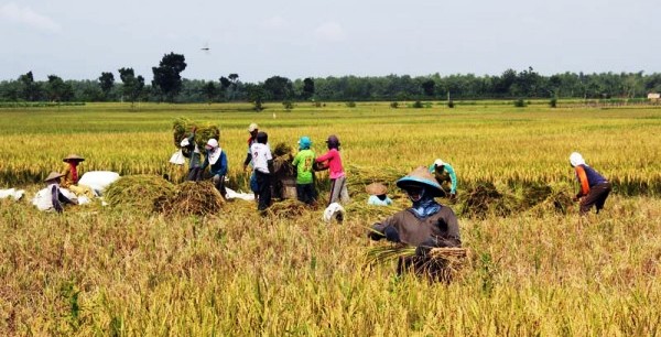 Panen padi di persawahan Bojonegoro. (JIBI/Solopos/Antara/Slamet Agus Sudarmojo)