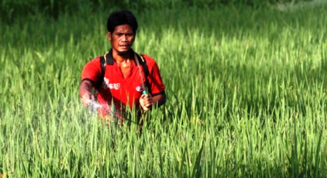 Petani menyemprot padi menjelang musim panen di Beran, Ngawi, Sabtu (23/1/2016). (JIBI/Solopos/Antara/Ari Bowo Sucipto)
