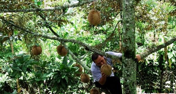 Hasil gambar untuk gambar wisata wonosalam jombang