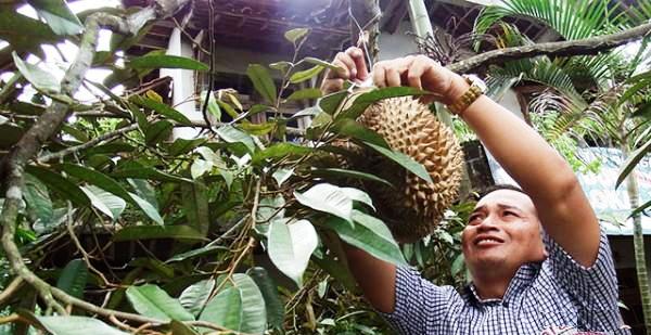 Wisatawan memilih buah durian langsung dari pohon di Kampung Wisata Durian Wonosalam, Jombang, Minggu (28/2/2016). (JIBI/Solopos/Antara/Syaiful Arif)