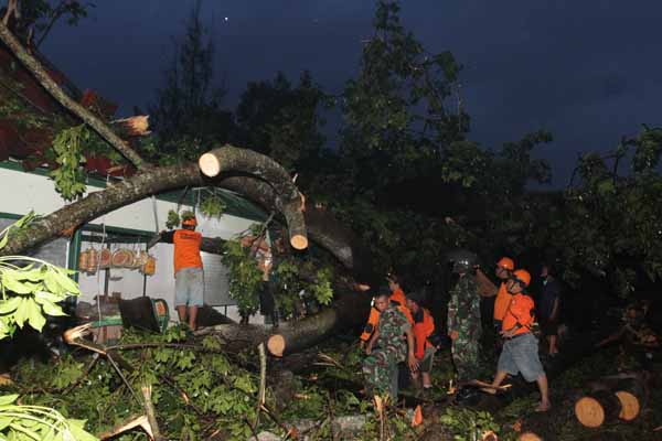 JIBI/Harian Jogja/Desi Suryanto Sejumlah sukarelawan mengevakuasi pohon Randu Alas yang tumbang di areal parkir Kebun Binatang Gembira Loka, Rejowinangun, Yogyakarta, Rabu (30/03/2016). Sejumlah pohon berukuran besar tumbang akibat tiupan angin kencang yang terjadi di kawasan itu, sejumlah kios-kios pedagang oleh-oleh di kebun binatang tersebut mengalami rusak, dua orang meninggal dunia dan belasan wisatawan dan warga mengalami luka-luka.