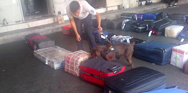Anjing pelajak petugas Bea dan Cukai Bandara Ahmad Yani Semarang tengah memeriksa barang bawaan penumpang yang baru tiba dari Kuala Lumpur di Bandara Ahmad Yani Semarang, Rabu (30/3/2016) pagi. (JIBI/Semarangpos.com/Istimewa-Humas PT Angkasa Pura I Bandara Ahmad Yani Semarang)
