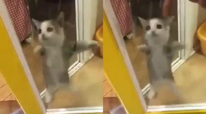 Kucing lucu, lompat-lompat sambil tepuk tangan. (Istimewa)