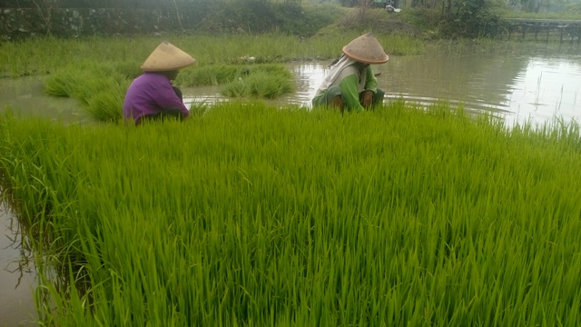 Petani Desa Kismoyoso, Ngemplak, Boyolali, mencabut bibit padi yang siap ditanam di sawah, Rabu (6/4/2016). (Muhammad Ismail/JIBI/Solopos)