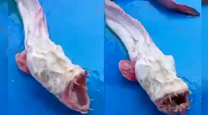 Makhluk misterius yang ditemukan di Thailand. (Istimewa)