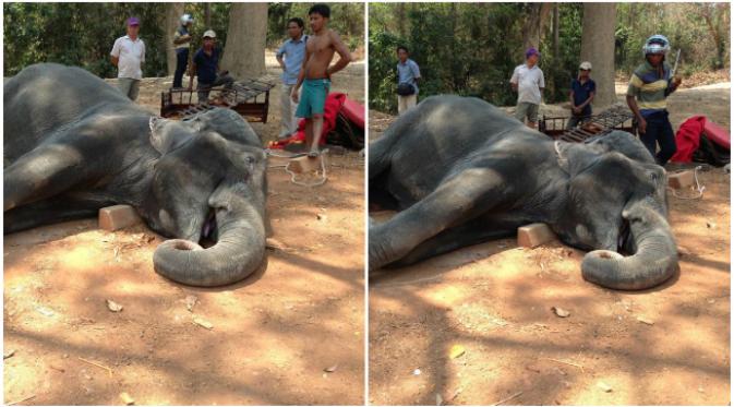 Gajah di Ankor Wat mati karena suhu udara mencapai 40 derajat celcius. (Istimewa)