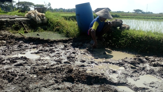 Pengrajin batu bata di Desa Kadireso, Teras, Boyolali menunjukkan lokasi batu berukuran besar di lokasi yang pernah ditemukan Arca Bodhisatwa, Minggu (10/4/2016). (Muhammad Ismail/JIBI/Solopos)