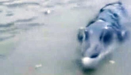 Ikan misterius di Tiongkok (Daily Mail)