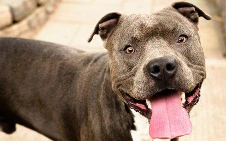 Ilustrasi anjing pit bull (parade.com)