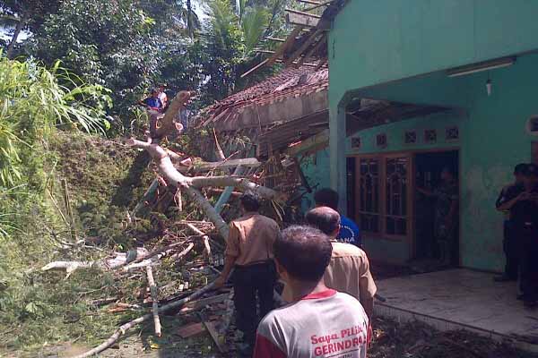CUACA EKSTREM : Angin Kencang dan Hujan Deras, Tiga Rumah di Kokap Jadi Korban Cuaca ekstrem menimbulkan sejumlah kerugian. Harianjogja.com, KULONPROGO- Setidaknya dua rumah yang berada di Dusun Gunung Kukusan, Desa Hargorejo dan Dusun Kalibuko II, Desa Kalirejo Kecamatan Kokap rusak parah akibat tertimpa pohon. Selain itu, adapula sebuah rumah di dusun yang sama rusak akibat diterjang tanah longsor yang terjadi bersamaan pada Minggu (3/4/2016) malam. Umar Nurjani, pemilik rumah di Dusun Gung Kukusan menjelaskan kejadian berlangsung sekitar pukul 18.30 WIB. Sebuah pohon Sengon setinggi 20 meter dengan diameter 60 sentimeter roboh menimpa teras rumahnya dan mengakibatkan genteng rumahnya rusak. Saat kejadian, ia mengaku sedang menjalani terapi pijat sehingga tak bisa segera menyelamatkan diri dan hanya bisa berteriak minta tolong. Meski demikian, tak ada korban jiwa dalam peristiwa tersebut. “Saat itu saya sedang bersama anak, istri, dan tukang pijet tiba-tiba pohonnya roboh,”jelasnya saat ditemui saat evakuasi lokasi pada Senin(4/4/2016). Karena kejadian itu, rumah bagian depan mengalami kerusakan dan sebagian kamar rusak. Selain itu, sebuah tiang listrik yang terbuat dari beton juga patah dan menimpa rumahnya. Umar menaksir kerugian yang dideritanya mencapai Rp15juta yang terdiri atas kerusakan parabola, sepeda motor, atap dan teras rumah. Pada saat yang sama, rumah milik Agustinus Aris Arnadi di Dusun Kalibuko II, Kalirejo, Kokap juga tertimpa pohon waru yang merusak bagian teras dan ruang tengah rumah tersebut. Selain pohon yang menimpa rumah Agustinus, beberapa pohon lainnya juga ikut tumbang akibat hujan dan angina encang yang mendera. Akibat banyak genteng yang rusak, Agustinua kemudian mengungsi pulang ke rumah orang tuanya. Di dusun yang sama, rumah milik Parmono juga nyaris jebol terkena longsoran tanah ada saat yang sama. Tebing setinggi enam peter dan panjang 8 meter tersebut menerjang dinding samping rumah yangterbuat dari kayu dan anyaman bambu sehingga menghasilkan kerusakan ringan. Meski demikian, Parmono dan keluarganya kemudian mengungsi ke rumah tetangganya. Pasalnya, pada tebing yang longsor tersebut terlihat masih ada retakaan sehingga dikhawatirkan terjadi longsor susulan. “Jika nanti malam masih hujan yang mengungsi, takut longsor lagi,”ujar Parmono. Samsudin, Ketua Tim Rekasi Cepat (TRC) Badan Penanggulangan Bencana Daerah (BPBD) Kulonprogo yang hadir dalam evakuasi pohon tumbang menjelaskan warga diminta lebih waspada dan berhati-hati. Terlebih lagi, cuaca ekstrem berupa anging kencang dan hujan deras yang terjadi saat ini diperkirakan masih akan berlanjut hingga akhir April mendatang. Selain wasapada akan tanah yang rawan longsor di sekitar pemukiman warga, ia juga menghimbau masyarakat untuk menebang pohon-pohon tinggi yang sudah tua dan membahayakan.