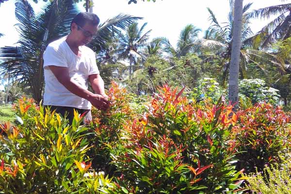 Pulung Raharjo mengamati tanaman pucuk merah yang dibudidayakan di kebun tanaman hias miliknya di Dusun Kragon II, Desa Palihan, Kecamatan Temon, Kulonprogo. Foto diambil pada pertengahan Maret lalu.(Rima Sekarani I.N./JIBI/Harian Jogja)
