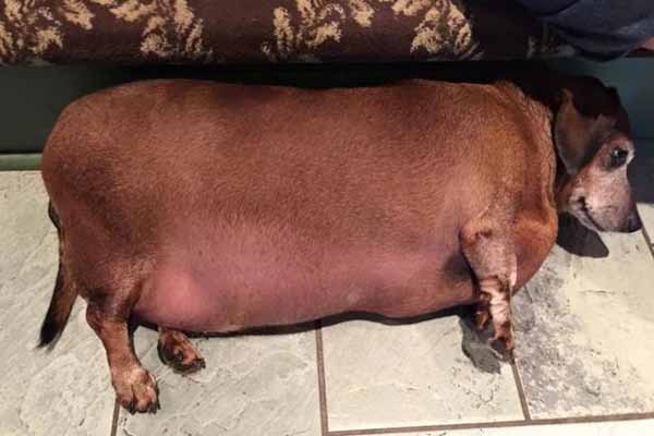 Anjing obesitas (Facebook)