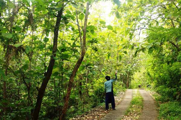 Nanang sedang mencari belalang di area hutan yang ada di Desa Giriharjo, Kecamatan Panggang. (David Kurniawan/JIBI/Harian Jogja)