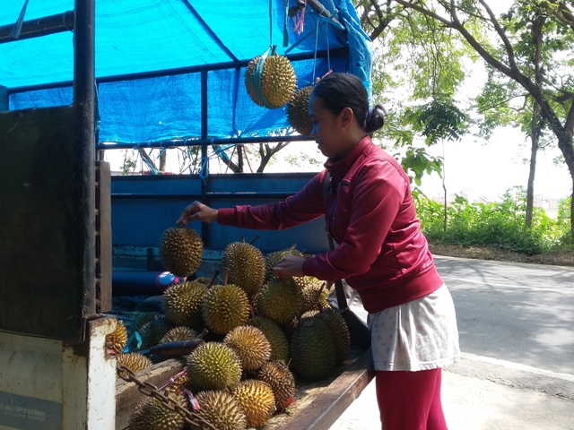 Seorang pedagang durian musiman di Jl. Ponorogo-Pacitan menata dagangannya, Rabu (13/4/2016). (Abdul Jalil/JIBI/Madiunpos.com)