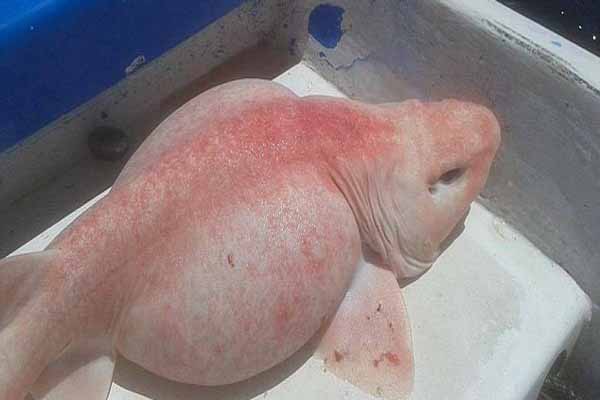 Hiu albino berwarna merah muda (Dailymail)