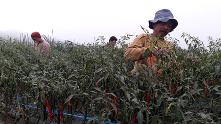 Petani cabai keriting di Desa Tarubatang, Kecamatan Selo, memanen cabai, Kamis (14/4/2016). Petani sambat karena saat musim panen harga cabai justru anjlok menjadi Rp10.000/kilogram. (Hijriyah Al Wakhidah/JIBI/Solopos)
