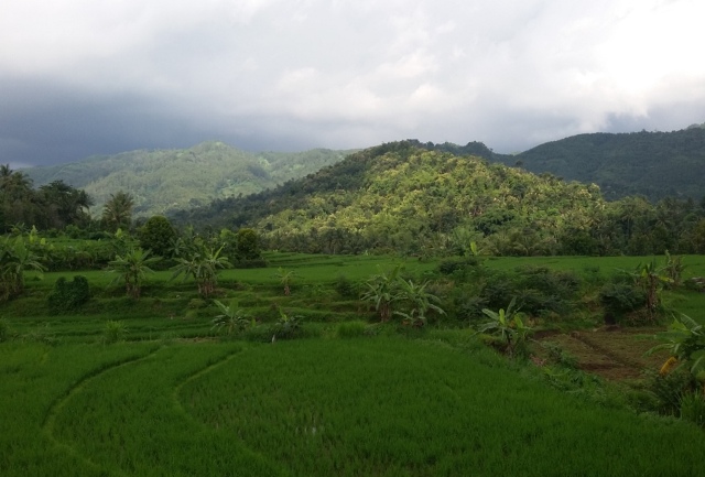 Hamparan padi di Desa Jurug, Kecamatan Sooko, Ponorogo, Sabtu (16/4/2016). (Abdul Jalil/JIBI/Madiunpos.com)