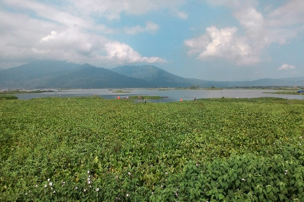 Tumbuhan eceng gondok di Danau Rawa Pening, Kabupaten Semarang, yang kian meluas. Eceng gondok ini akan dibersihkan oleh para relawan dalam kegiatan Save Rawa Pening#2, Minggu (1/5/2016). (Imam Yuda Saputra/JIBI/Semarangpos.com)