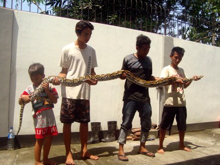 Wahyu Prasetyo, 20, (dua dari kiri) memegang ular bersama warga lainnya di Wisma Galih Sono Kampung Ngledok RT 003/RW 010, Kelurahan Sragen Tengah, Sragen, Sabtu (30/4/2016). (Tri Rahayu/JIBI/Solopos)