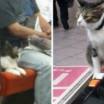 Kucing jadi penumpang kereta (Rocketnews24.com)