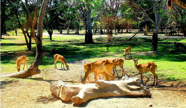 Bali Safari Marine Park (Sumber : www.bali-indonesia.com)