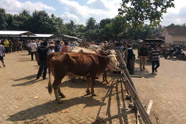 Suasana pasar hewan Imogiri, Bantul, Senin (25/7/2016). Harga hewan ternak di Pasar Hewan Bantul seperti sapi dan kambing sudah mulai mengalami kenaikan menjelang Iduladha. (Yudho Priambodo/JIBI/Harian Jogja)