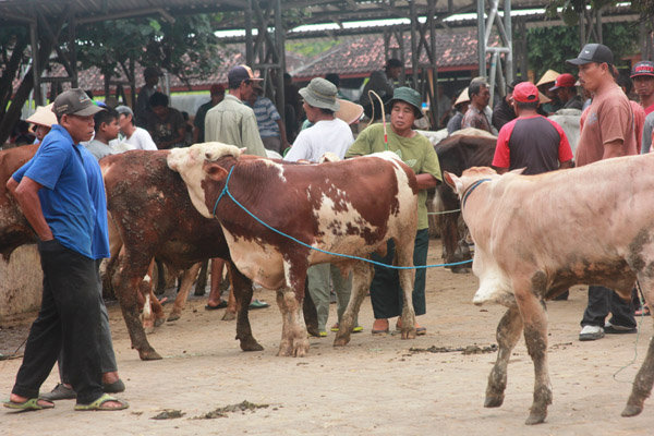 Aktivitas jual beli hewan di Pasar Hewan Siyonoharjo, Desa Logandeng, Playen. (David Kurniawan/JIBI/Harian Jogja)