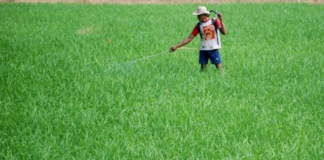 petani-semarang