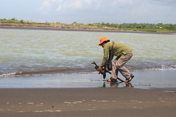 Buaya muara yang dikabarkan nyasar hingga ke tepi pantai dipancing dengan itik di Pantai Congot, Jangkaran, Temon pada Sabtu (24/12/2016). (Sekar Langit Nariswari/JIBI/Harian Jogja)
