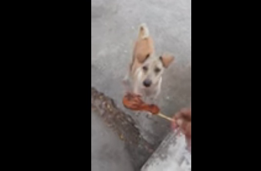 Anjing iuni carikan makanan untuk anak-anaknya (Youtube)