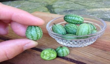 Cucamelon (Healthyfoodteam.com)
