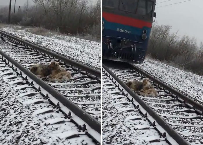 Kedua anjing menunduk saat kereta melintas (Facebook)